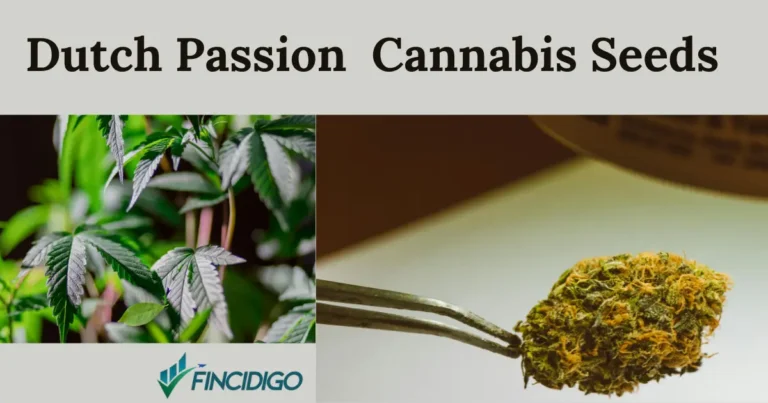 Dutch Passion  Cannabis Seeds